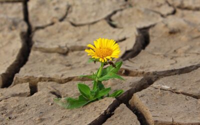 Resilience