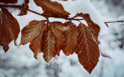 Mental Health Strategies for Preventing the Holiday Blues