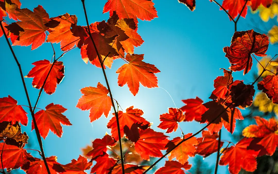 Ask the Expert: Understanding Seasonal Affective Disorder (SAD) — Even in Sunny Climates